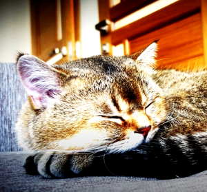 Medicine Lake – The Braille Stars (feat. Olena&nbsp;Halunets)